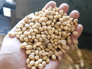 Gravity separator (process soybean)