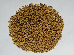 Gravity separator (process wheat)